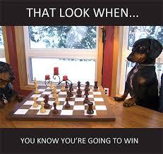 Dog playing chess