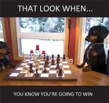 Dog playing chess