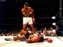 Boxer knockout